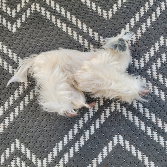 Vintage 1979 Mattel Barbie Afghan Hound Dog Beauty Articulated Posable Dog Toy - Picture 5 of 6